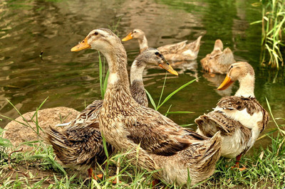 家禽与水产品概述