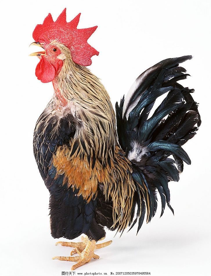 家禽家畜与水产品 人类餐桌上的重要食材