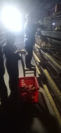 家禽养殖技术服务 提升家禽健康与生产效率的专业指南