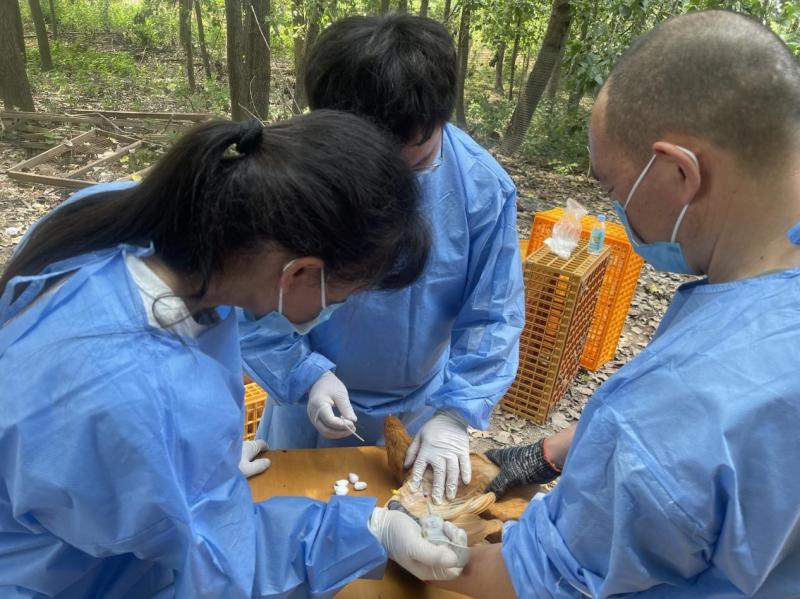 院畜牧所助力家禽产业健康 开展疾病净化服务与热应激试验样品采集