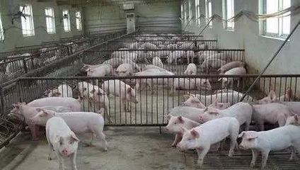 近万亿资金释放点燃消费投资热潮，家禽技术服务业迎发展新机