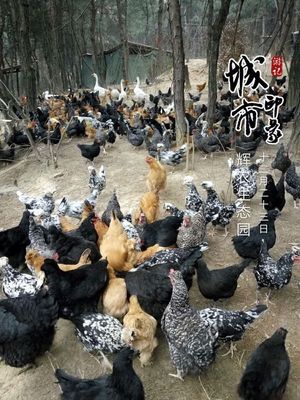 家禽病毒病防治 技术突破与综合管理策略