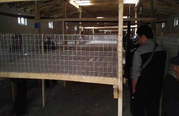 参观见学拓视野，技术赋能促振兴——家禽技术服务引领集体致富新篇章