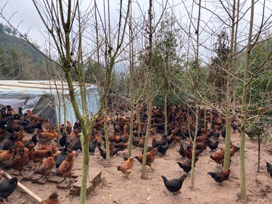 农凤鸡飞进铜鼓村——记集团家禽研究团队的推广与服务之路