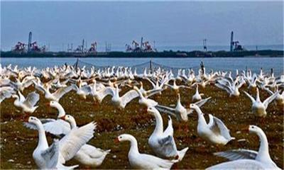 鹅苗健康高效养殖综合技术服务指南