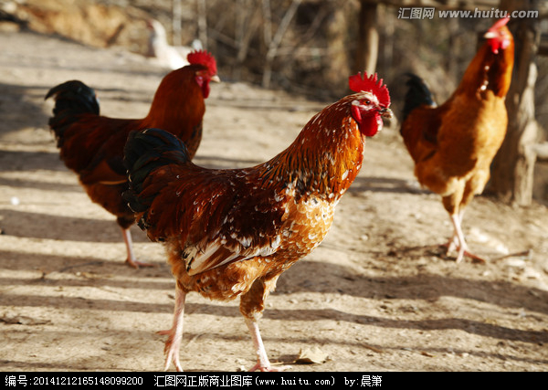 家禽家畜与水产的影像记录 从大公鸡到水产品的摄影艺术