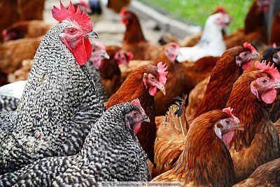 家禽 人类生活的忠实伙伴