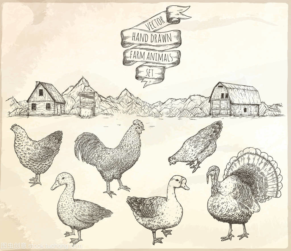 高效收集家禽 农场管理与实践指南