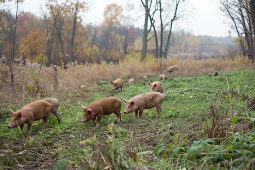 家禽家畜养殖技术及资源获取指南