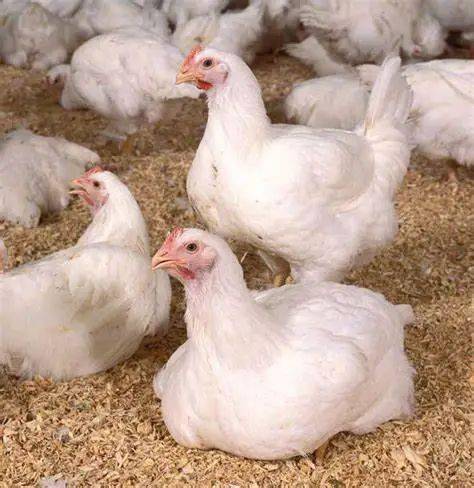 解密家禽VOA与BCO 肉鸡腿部问题深入探究与技术服务策略