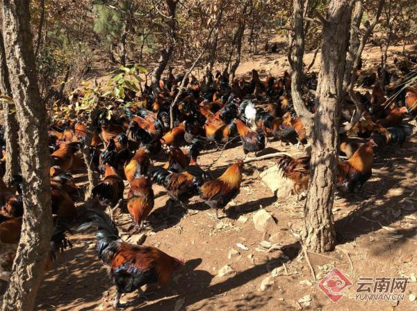云南武定壮鸡 以技术服务叫响“一县一业”农业品牌