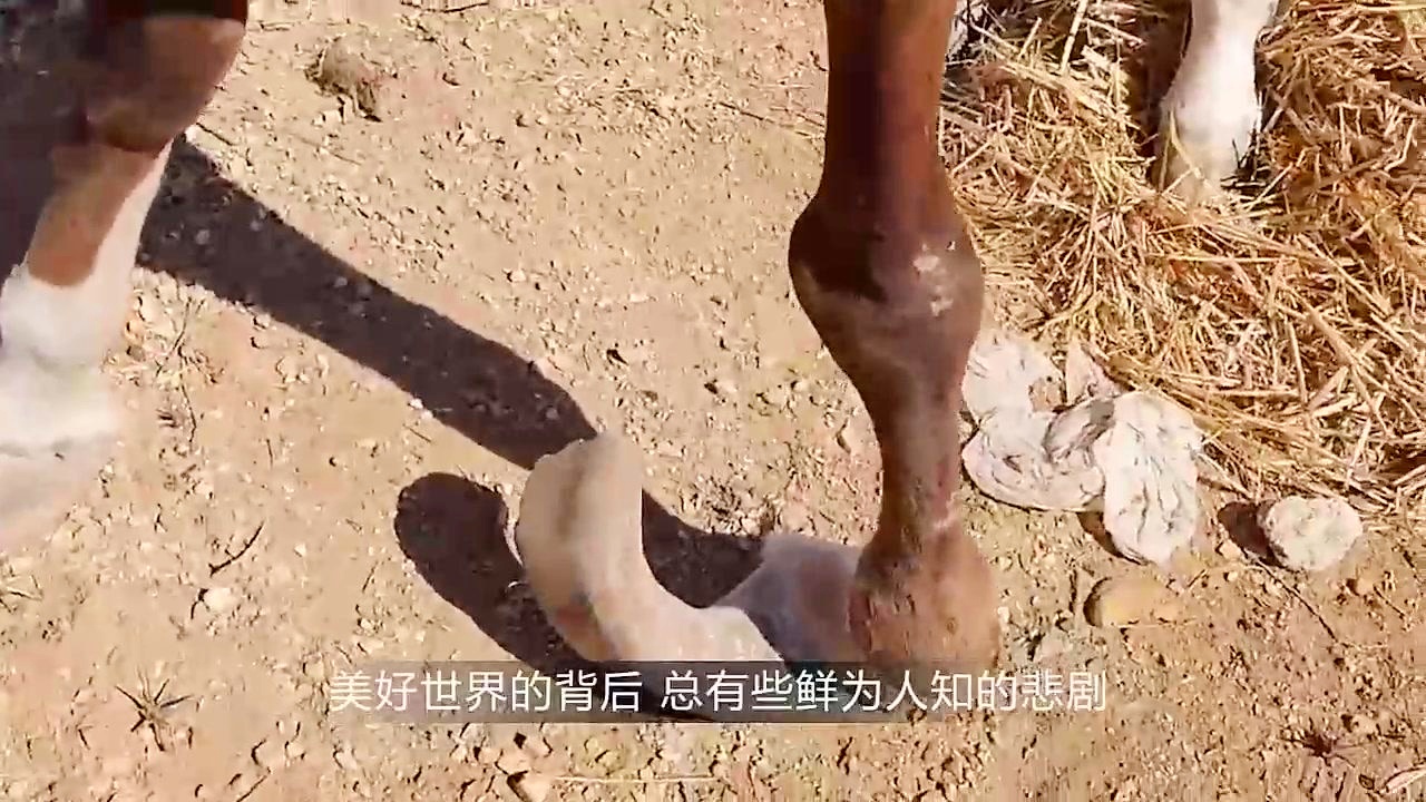 潍坊市坊子区畜牧技术服务队一线助力，7.22万只家畜、240万羽家禽完成免疫