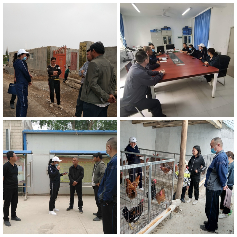 养鸡技术服务 提升家禽养殖效益的专业指南